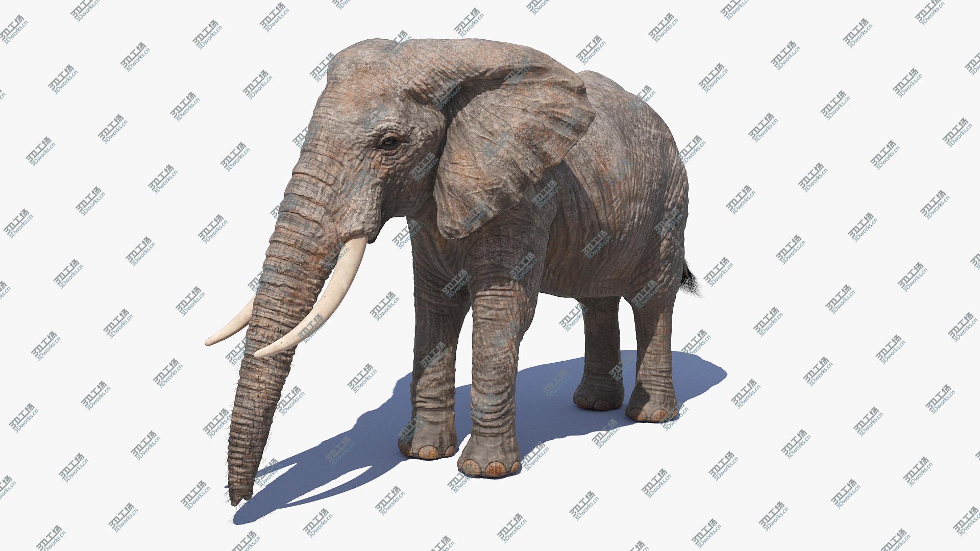 images/goods_img/202104093/Elephant 3D model/1.jpg